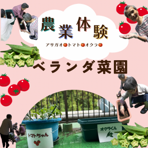 ベランダ菜園