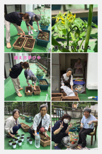 苗植え替え