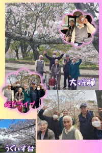桜ドライブホームページ用